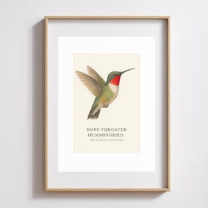 Ruby-Throated Hummingbird Watercolor Print  Framed Nature Wall Art
