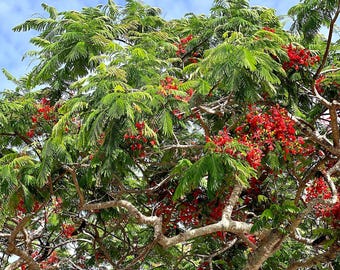 Royal Poinciana Tree Photo: Florida Tropical Flower Photography Print