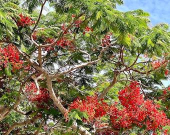 Royal Poinciana Tropical Flower Wall Art Flamboyant Tree Florida Photography Poinciana Print Florida Photo Coastal Wall Art Gift for Him 80
