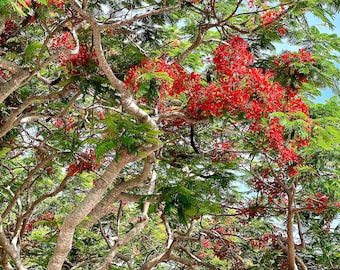 Flamboyant Tree Wall Art Royal Poinciana Photography Tropical Flower Flamboyant Tree Photo Prints Florida Coastal Wall Art Gift for Him 79