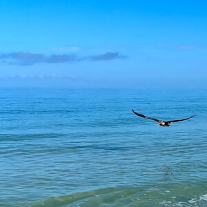 Pelican Ocean Photography Prints Nature Seascape Florida Beach Seashore Coastal Wall Art Florida Beach Photo Housewarming Gift for Him 54
