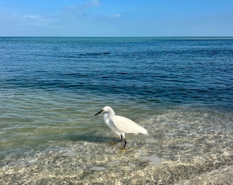 Florida Beach Photo Housewarming Gift Framed Photo Ocean Photography Prints Florida Beach Bird Seashore Birds Coastal Wall Art Gift 25