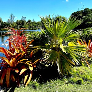 Florida Photography Prints Nature Landscape Florida Photo Coastal Wall Art Florida Beach Photo Tropical Photography Florida Gift for Him 76