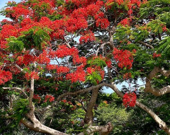 Royal Poinciana Tropical Flower Florida Photography Flamboyant Tree Prints Tropical Nature Photo Art Coastal Wall Art Gift for Him 85
