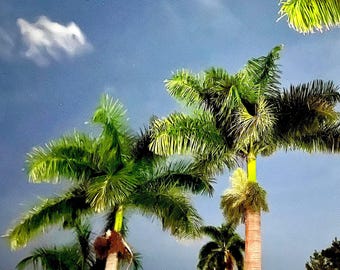 Impression de photographie de palmier de Floride : art mural paysage côtier Florida Beach Walks 104