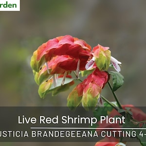Red Shrimp Plant Cutting: Tropical Hummingbird Garden Shrub