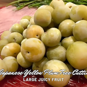 4 Japanese Yellow Plum Tree Cuttings | Large Juicy Fruit | Edible Landscaping | Spring Bloom | Summer Harvest