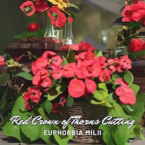 Red Crown of Thorns Cutting: Unrooted Euphorbia Milii Succulent