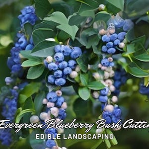 4 Evergreen Blueberry Bush Cuttings | Edible Landscaping | Year-Round Beauty | Red Fall Foliage | Abundant Fruiting Shrub