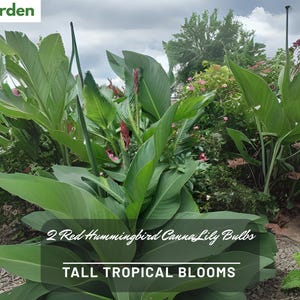 Red Hummingbird Canna Lily Bulbs: Tall Tropical Summer Blooms