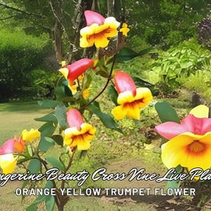 Tangerine Beauty Cross Vine Live Plant | Bignonia Capreolata | Orange Yellow Trumpet Flower | Fragrant Climber | Bare Root Starter