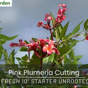 Pink Plumeria Cutting | Fresh 10&quot; Starter Unrooted | Fragrant Tropical Flower Plant