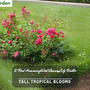 4 Pink Madame Norbert Levavasseur Rose Cuttings | Climbing Floribunda Rose | Ready to Plant
