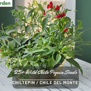 Wild Chile Pequin Seeds (25+) | Chiltepin, Chile del Monte, Heirloom Hot Pepper | Easy to Grow | USA Seller