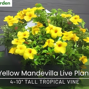 Yellow Mandevilla Live Plant – 4–10&quot; Tall Tropical Vine – Ships Without Pot – Bright Yellow Flowers