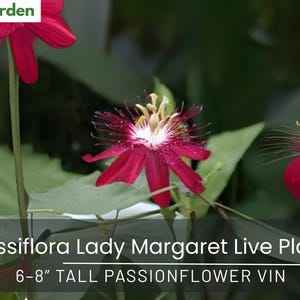Passiflora Lady Margaret Live Plant | 6–8” Tall Passionflower Vine | Red Exotic Blooms | Butterfly & Hummingbird Attractant