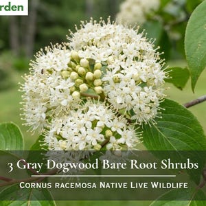 May include: A cluster of small white flowers with prominent stamens on a Gray Dogwood shrub with green leaves. Text on the image reads: Nita's Garden, 3 Gray Dogwood Bare Root Shrubs, CORNUS RACEMOSA NATIVE LIVE WILDLIFE.