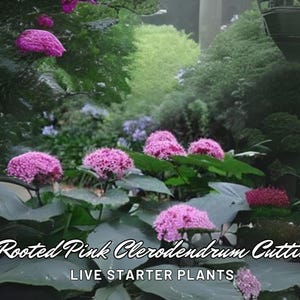 3 Rooted Pink Clerodendrum Cuttings | Live Starter Plants | Ornamental Flowering Shrub for Outdoor Garden