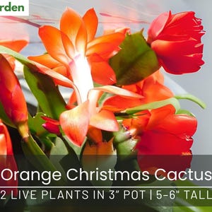 Orange Christmas Cactus - 2 Live Plants - Holiday Decor