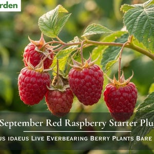 May include: A cluster of five ripe red raspberries hanging from a green stem with serrated leaves. The text Nita's Garden appears in the top left corner, and the text 3 September Red Raspberry Starter Plugs Rubus Idaeus Live Everbearing Berry Plants Bare Root is at the bottom.