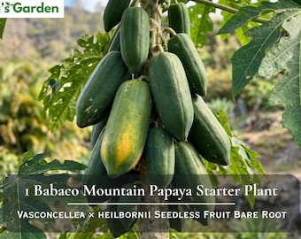 May include: A Babaco Mountain Papaya starter plant with multiple elongated green fruits hanging from the stem. One fruit shows a patch of yellow ripening. The text Nita's Garden and 1 Babaco Mountain Papaya Starter Plant Vasconcellea x heilbornii seedless fruit bare root are visible.