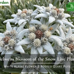 May include: Edelweiss live plants featuring fuzzy, star-shaped white petals surrounding dense, brownish-yellow centers. The plant has silver-green foliage and is labeled with the text Edelweiss Blossom of the Snow Live Plants White Alpine Flower 2 Rooted Quart Pots.
