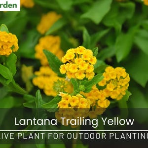 Trailing Yellow Lantana Live Plant: Ground Cover, Hanging Basket