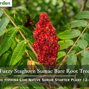 May include: A Fuzzy Staghorn Sumac bare root tree with a vibrant red, cone-shaped fruit cluster surrounded by green, serrated compound leaves. The text Nita's Garden, Fuzzy Staghorn Sumac Bare Root Tree, and Rhus typhina live native shrub starter plant 12-24 inches are visible.