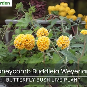 Honeycomb Butterfly Bush Live Plant: Golden Yellow Blooms, 4-8 Inch - Ships Bare Root