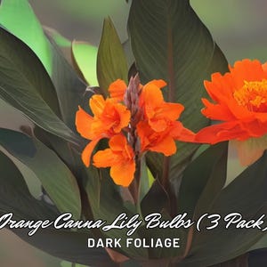 Orange Canna Lily Bulbs (3 Pack): Dark Foliage, Tropical Blooms