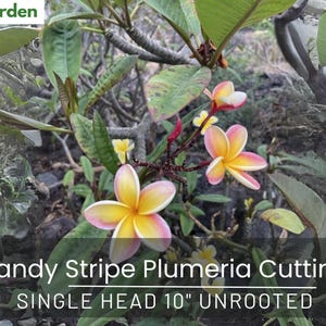 Candy Stripe Plumeria Cutting: Pink, Yellow, Orange Tropical Flower