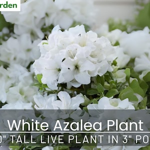 White Azalea Plant: Live Alaska Indica Shrub - 3&quot; Pot