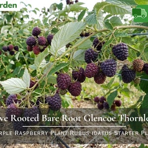 May include: A Glencoe thornless purple raspberry plant with numerous dark purple, ripe berries hanging from green stems and serrated leaves. The text on the image reads Live Rooted Bare Root Glencoe Thornless Purple Raspberry Plant Rubus Idaeus Starter Plant.