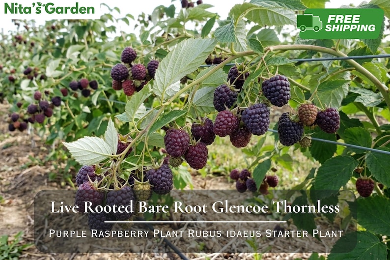May include: A Glencoe thornless purple raspberry plant with numerous dark purple, ripe berries hanging from green stems and serrated leaves. The text on the image reads Live Rooted Bare Root Glencoe Thornless Purple Raspberry Plant Rubus Idaeus Starter Plant.
