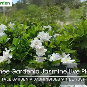 Aimee Gardenia Jasmine Live Plant | 6–8” Tall | Gardenia jasminoides ‘Aimee Yoshioka’ | Fragrant White Blooms | Ships No Pot