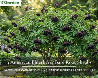 May include: A lush elderberry shrub featuring vibrant green leaves and numerous clusters of dark purple berries. The text Nita's Garden, 3 American Elderberry Bare Root Shrubs, and Sambucus canadensis Live Native Berry Plants 12-24 inches is visible.