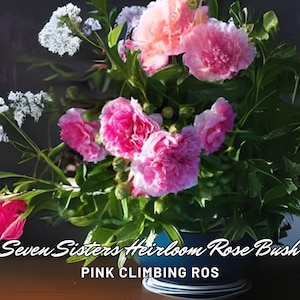 Seven Sisters Heirloom Rose Bush – Pink Climbing Rose | Live Bare Root Starter Plant | Rambler Rose | Easy Grow | USA Grown | 1pc