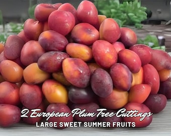 May include: A pile of ripe plums in shades of red, purple, and orange. The plums are oval-shaped and have a glossy sheen. Text on the image reads "2 European Plum Tree Cuttings" and "LARGE SWEET SUMMER FRUITS".