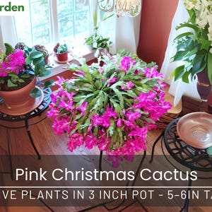 Pink Christmas Cactus: 2 Live Holiday Plants in 3&quot; Pot