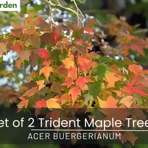 Set of 2 Trident Maple Trees – Acer buergerianum | 6-12” Tall in 4” Pot | Bonsai Starter, Deciduous Shade Tree, Beautiful Fall Color