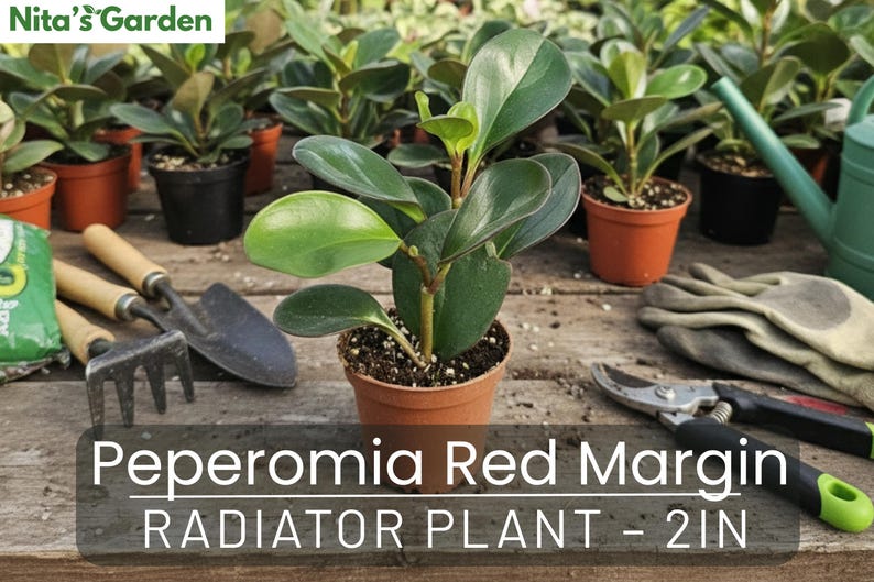 Red Radiator Plant Peperomia Red Margin Radiator Plant – 2in - Etsy
