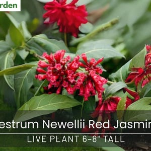 Cestrum Newellii Red Jasmine – Live Plant 6–8&quot; Tall – Ships Without Pot – Fragrant Red Flowering Shrub