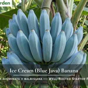 May include: A cluster of pale blue Ice Cream Blue Java bananas hanging from a plant. The text Nita's Garden appears at the top left, and the text Ice Cream (Blue Java) Banana, Musa Acuminata x Balbisiana, Well-Rooted Starter Plant is at the bottom.