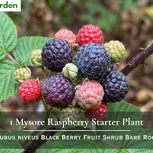 May include: A cluster of Mysore raspberries on a green leafy branch. The berries transition from light green to bright red and deep purple-black. Text on the image reads: Nita's Garden, 1 Mysore Raspberry Starter Plant, Rubus niveus Black Berry Fruit Shrub Bare Root.