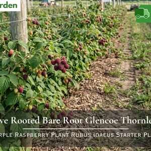 May include: A row of Glencoe thornless purple raspberry plants with green leaves and clusters of ripening berries. The text Nita's Garden is visible in the top left corner, and the text Live Rooted Bare Root Glencoe Thornless Purple Raspberry Plant Rubus Idaeus Starter Plant is at the bottom.