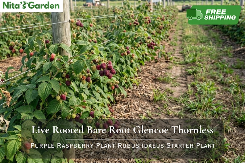 May include: A row of Glencoe thornless purple raspberry plants with green leaves and clusters of ripening berries. The text Nita's Garden is visible in the top left corner, and the text Live Rooted Bare Root Glencoe Thornless Purple Raspberry Plant Rubus Idaeus Starter Plant is at the bottom.