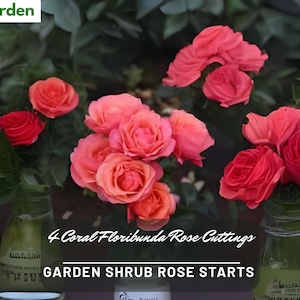 4 Coral Floribunda Rose Cuttings | Garden Shrub Rose Starts | Bare Root | Hardy Bloomer | Container or Ground | USA Grown