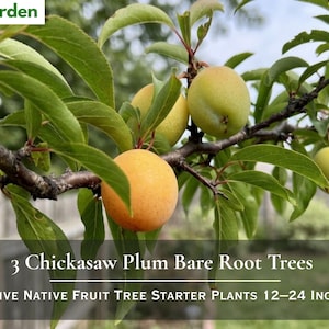 3 Chickasaw Plum Bare Root Trees – Live Native Fruit Starter Plants (12–24 Inch)