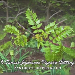 6 Sansho Japanese Pepper Cuttings | Zanthoxylum piperitum | Culinary Herb Tree | Rare Edible Leaves & Fruit | USA Grown Starter