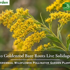 May include: A cluster of bright yellow goldenrod flowers with green stems and leaves. The text on the image reads 10 Goldenrod Bare Roots Live Solidago Perennial Wildflower Pollinator Garden Plants, Nita's Garden, and Free Shipping.